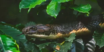 വിഷപ്പാമ്പിനെക്കൊണ്ട് കടിപ്പിച്ച് ഭാര്യയെ കൊന്നു; 3 വർഷത്തിനു ശേഷം ഭർത്താവ് അറസ്റ്റിൽ