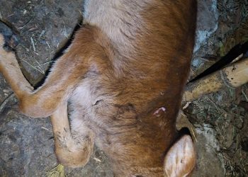 പൊഴുതന അച്ചൂരിൽ പുലി ഇറങ്ങി