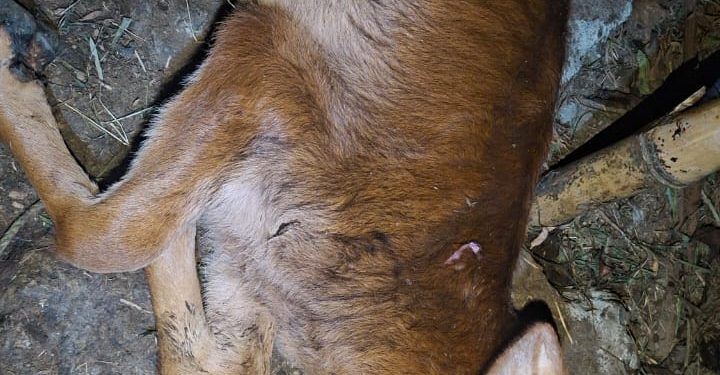 പൊഴുതന അച്ചൂരിൽ പുലി ഇറങ്ങി