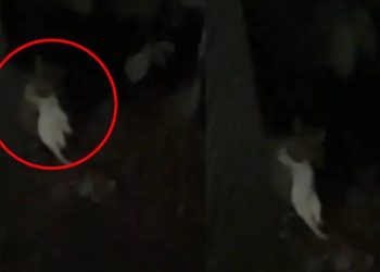 ജനവാസ മേഖലയിൽ പുലി: ദൃശ്യങ്ങള്‍ പുറത്ത്