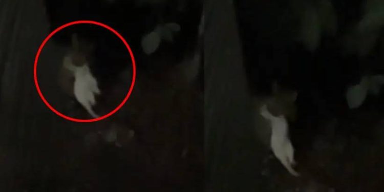 ജനവാസ മേഖലയിൽ പുലി: ദൃശ്യങ്ങള്‍ പുറത്ത്