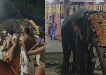 ഉത്സവത്തിനിടെ ആന ഇടഞ്ഞു; പുൽപ്പള്ളിയിൽ രണ്ട് പാപ്പാൻമാർക്ക് പരിക്ക്