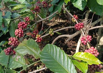 വയനാട്ടിൽ തണുപ്പ് കൂടി: കാപ്പിയുടെ ഉണക്ക് കുറഞ്ഞാൽ ഗുണത്തെയും  വിലയെയും ബാധിക്കുമെന്ന് കോഫി ബോർഡിൻ്റെ മുന്നറിയിപ്പ്