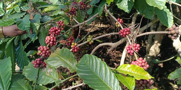 വയനാട്ടിൽ തണുപ്പ് കൂടി: കാപ്പിയുടെ ഉണക്ക് കുറഞ്ഞാൽ ഗുണത്തെയും  വിലയെയും ബാധിക്കുമെന്ന് കോഫി ബോർഡിൻ്റെ മുന്നറിയിപ്പ്