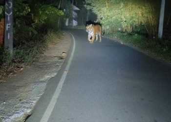 ജനവാസ മേഖലയിൽ കടുവ ഇറങ്ങി