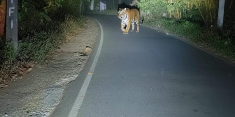 ജനവാസ മേഖലയിൽ കടുവ ഇറങ്ങി