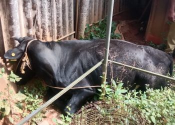 ഷോക്കേറ്റ് പശു ചത്തു