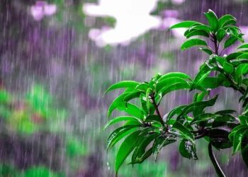 വരണ്ട കാലാവസ്ഥയ്ക്ക് അറുതി; ഇന്നുമുതൽ സംസ്ഥാനത്ത് നേരിയ മഴയ്ക്ക് സാധ്യത