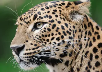 ആക്രമിക്കാനെത്തിയ പുലിയും കർഷകനും കിണറ്റിൽ വീണു മരിച്ചു; രക്ഷയ്ക്കെത്തിയ ഉദ്യോഗസ്ഥരെ തടഞ്ഞ് നാട്ടുകാർ