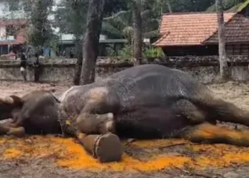 തുറുപ്പുഗുലാൻ താരം നെല്ലിക്കാട്ട് മഹാദേവൻ ചരിഞ്ഞു; ലോറിയിൽ കയറ്റാൻ ശ്രമിക്കുന്നതിനിടെ കുഴഞ്ഞു വീണു