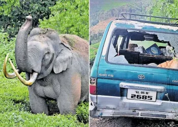 പടയപ്പയ്ക്ക് മദപ്പാട്; ഇത് രോഗമല്ല, പിന്നെ എന്താണ് ആനയുടെ ശരീരത്തിൽ സംഭവിക്കുന്നത്?