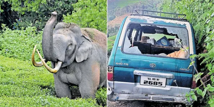 പടയപ്പയ്ക്ക് മദപ്പാട്; ഇത് രോഗമല്ല, പിന്നെ എന്താണ് ആനയുടെ ശരീരത്തിൽ സംഭവിക്കുന്നത്?