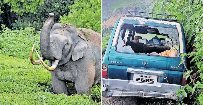 പടയപ്പയ്ക്ക് മദപ്പാട്; ഇത് രോഗമല്ല, പിന്നെ എന്താണ് ആനയുടെ ശരീരത്തിൽ സംഭവിക്കുന്നത്?