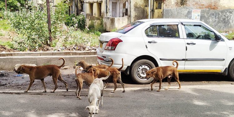 ‘നായ്ക്കളെ നേരിടാന്‍ പൂച്ചകളെ വളര്‍ത്താം, രണ്ട് പേരും ശത്രുക്കളാണല്ലോ’; പരിഹസിച്ച് സുപ്രീംകോടതി