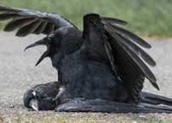 പക്ഷിപ്പനി, രോഗബാധ കണ്ടെത്തിയത് കാക്കയില്‍