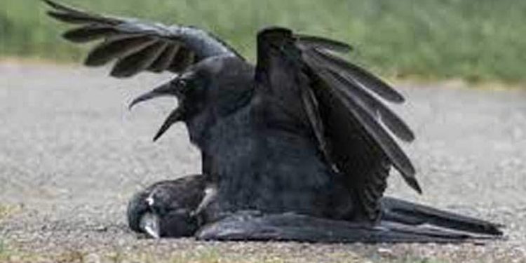 പക്ഷിപ്പനി, രോഗബാധ കണ്ടെത്തിയത് കാക്കയില്‍