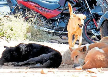 500 തെരുവുനായ്ക്കളെ വിഷം നൽകി കൊന്നൊടുക്കി; നടപ്പാക്കിയത് പഞ്ചായത്ത് തിരഞ്ഞെടുപ്പിലെ വാഗ്ദാനം?