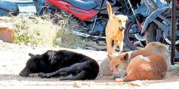 500 തെരുവുനായ്ക്കളെ വിഷം നൽകി കൊന്നൊടുക്കി; നടപ്പാക്കിയത് പഞ്ചായത്ത് തിരഞ്ഞെടുപ്പിലെ വാഗ്ദാനം?