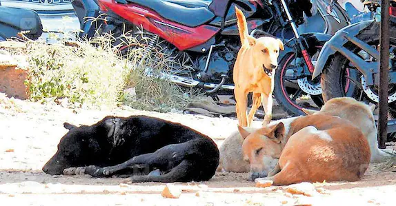 500 തെരുവുനായ്ക്കളെ വിഷം നൽകി കൊന്നൊടുക്കി; നടപ്പാക്കിയത് പഞ്ചായത്ത് തിരഞ്ഞെടുപ്പിലെ വാഗ്ദാനം?