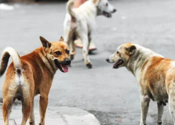 നാട്ടുകാർക്ക് നിരന്തര ശല്യം, നടക്കാനാകാത്ത സ്ഥിതി; പൊലീസ് ഉദ്യോഗസ്ഥയുടെ വീട്ടിലെ 70 നായ്ക്കളെ ഷെൽട്ടറിലേക്ക് മാറ്റി