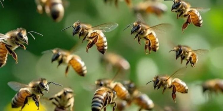 തേനീച്ച ആക്രമണം; അഞ്ച് പേർക്ക് പരിക്ക്