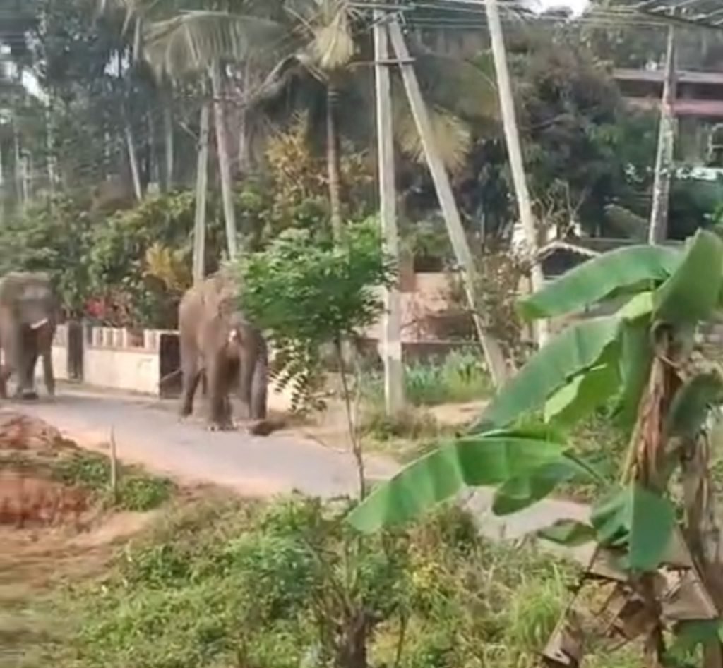 പനമരം ജനവാസ മേഖലയിൽ കാട്ടാന ഇറങ്ങി