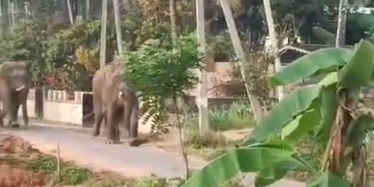 പനമരം ജനവാസ മേഖലയിൽ കാട്ടാന ഇറങ്ങി