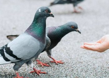 പ്രാവുകൾക്ക് തീറ്റ നൽകി; സിംഗപ്പൂരിൽ ഇന്ത്യൻ വംശജയായ 71 കാരിക്ക് 2.26 ലക്ഷം രൂപ പി‍ഴ