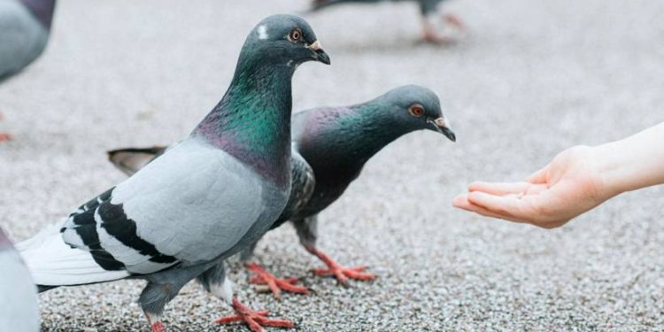 പ്രാവുകൾക്ക് തീറ്റ നൽകി; സിംഗപ്പൂരിൽ ഇന്ത്യൻ വംശജയായ 71 കാരിക്ക് 2.26 ലക്ഷം രൂപ പി‍ഴ