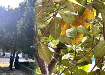 ജനറൽ ആശുപത്രിയിൽ രോഗിയുടെ തലയിൽ ചക്ക വീണു; തലയ്ക്ക് പരുക്ക്