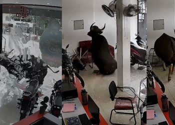 കാട്ടുപോത്ത് വിരണ്ടോടി ബൈക്ക് ഷോറൂമിലേക്ക് പാഞ്ഞുകയറി; ചില്ലും ഫർണിച്ചറുകളും തകർത്തു