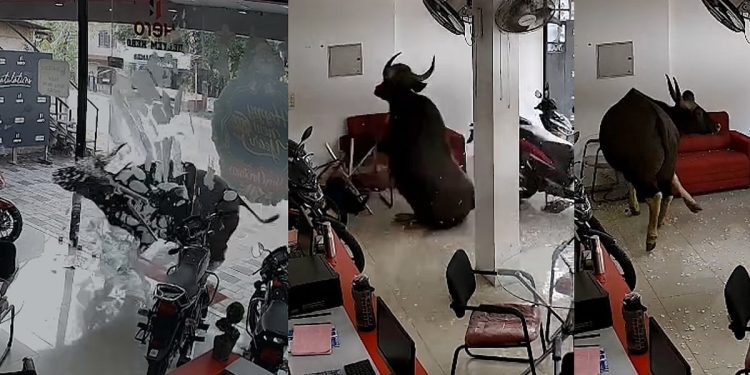 കാട്ടുപോത്ത് വിരണ്ടോടി ബൈക്ക് ഷോറൂമിലേക്ക് പാഞ്ഞുകയറി; ചില്ലും ഫർണിച്ചറുകളും തകർത്തു
