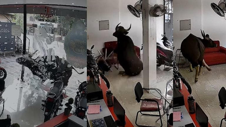കാട്ടുപോത്ത് വിരണ്ടോടി ബൈക്ക് ഷോറൂമിലേക്ക് പാഞ്ഞുകയറി; ചില്ലും ഫർണിച്ചറുകളും തകർത്തു