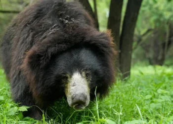 കൺമുന്നിൽ ഭർത്താവിനെ കടിച്ചുകീറി കരടി; രക്ഷിക്കാൻ ഭാര്യയുടെ സാഹസിക പ്രത്യാക്രമണം