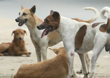 കോഴിക്കോട് കോർപ്പറേഷൻ പരിധിയിൽ 28,510 തെരുവുനായകൾ; എട്ടുവർഷത്തിനിടെ കൂടിയത് 15,328 എണ്ണം