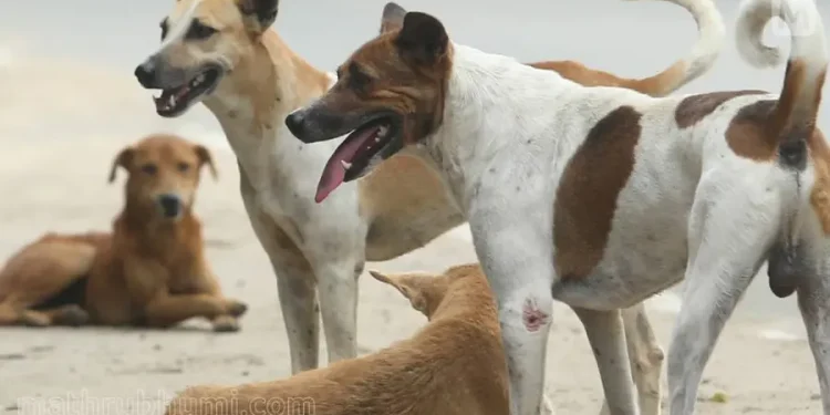 കോഴിക്കോട് കോർപ്പറേഷൻ പരിധിയിൽ 28,510 തെരുവുനായകൾ; എട്ടുവർഷത്തിനിടെ കൂടിയത് 15,328 എണ്ണം