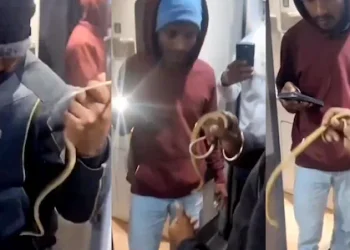 വന്ദേഭാരത് ട്രെയിനിൽ പാമ്പിനെ തുറന്നുവിട്ടു; യുവാവ് അറസ്റ്റിൽ, തെളിവായി സിസിടിവി