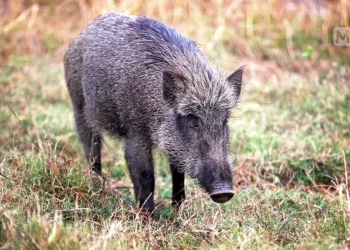 കാട്ടുപന്നിയെ വെടിവയ്ക്കാൻ 1500 രൂപയെന്ന് സർക്കാർ; ‘ഉണ്ട’ പോലും ഇല്ലെന്ന് ഷൂട്ടർമാർ!