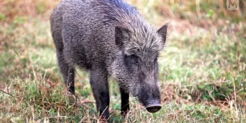 കാട്ടുപന്നിയെ വെടിവയ്ക്കാൻ 1500 രൂപയെന്ന് സർക്കാർ; ‘ഉണ്ട’ പോലും ഇല്ലെന്ന് ഷൂട്ടർമാർ!