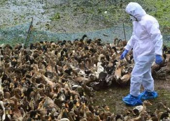 കോഴിക്കോട് പക്ഷിപ്പനി സ്ഥിരീകരിച്ച പ്രദേശങ്ങളിൽ പ്രതിരോധ പ്രവർത്തനങ്ങൾ തുടരുന്നു; വളർത്തുപക്ഷികളെ കൊന്നൊടുക്കി