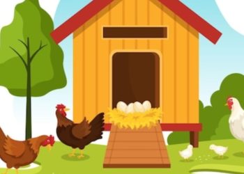 മദ്യലഹരിയിൽ കോഴിക്കൂട്ടിൽ ഉറങ്ങി നേപ്പാൾ സ്വദേശി