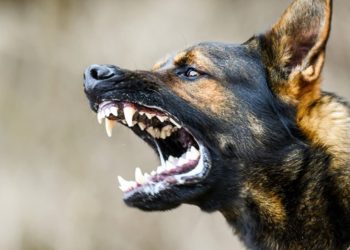 വീടിനുള്ളിൽ കയറി തെരുവുനായ വയോധികയെ കടിച്ചുകൊന്നു, മകന് ഗുരുതര പരിക്ക്