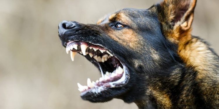 വീടിനുള്ളിൽ കയറി തെരുവുനായ വയോധികയെ കടിച്ചുകൊന്നു, മകന് ഗുരുതര പരിക്ക്