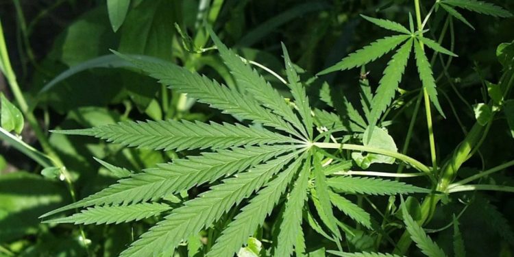 എക്സൈസ് റെയിഡിൽ 3 മീറ്ററോളം ഉയരമുള്ള കഞ്ചാവ് ചെടി കണ്ടെത്തി