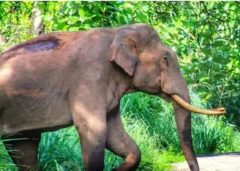 ഇനി നാളെയാകട്ടെ!ഇന്നും പിടി നൽകാതെ മുട്ടിക്കൊമ്പൻ