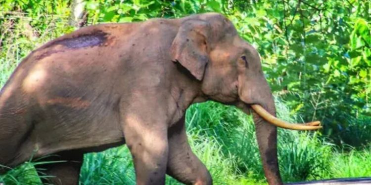 ഇനി നാളെയാകട്ടെ!ഇന്നും പിടി നൽകാതെ മുട്ടിക്കൊമ്പൻ