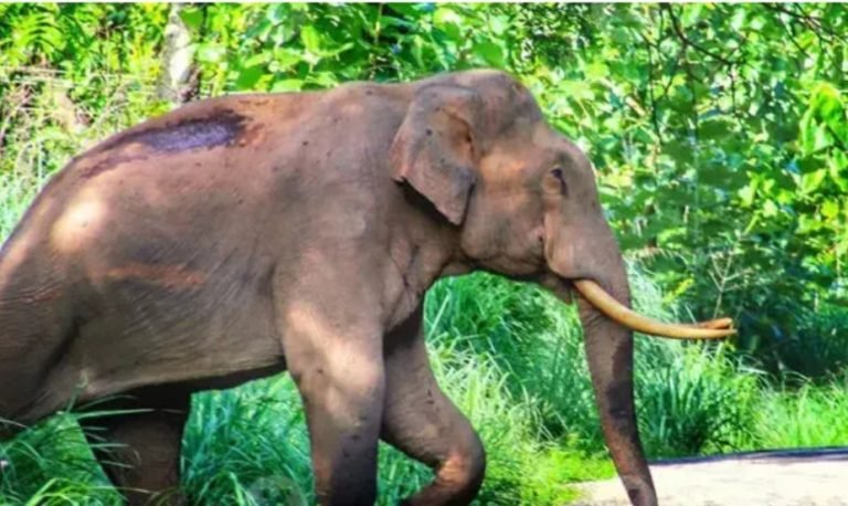 ഇനി നാളെയാകട്ടെ!ഇന്നും പിടി നൽകാതെ മുട്ടിക്കൊമ്പൻ