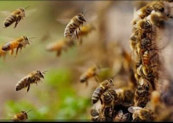 തേനീച്ച ആക്രമണം:നിരവധി പേർക്ക് പരിക്ക്