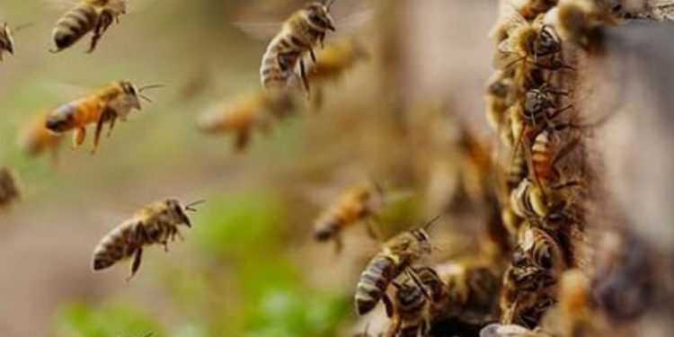 തേനീച്ച ആക്രമണം:നിരവധി പേർക്ക് പരിക്ക്