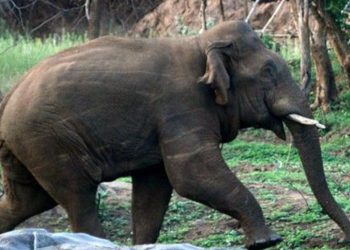 കാട്ടാന ആക്രമണത്തിൽ വൃദ്ധയ്ക്ക് പരിക്കേറ്റു